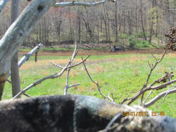 Kentucky deer hunting, western kentucky deer hunting, deer hunting, hunting, archery, Whitetail deer hunting, west ky whitetail hunting, kentucky whitetail outfitters, boone & crocket, food plots, deer food plots, chickory plots, lodging