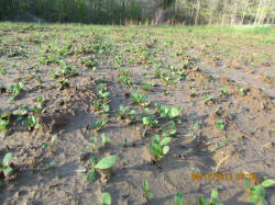 Kentucky deer hunting, western kentucky deer hunting, deer hunting, hunting, archery, Whitetail deer hunting, west ky whitetail hunting, kentucky whitetail outfitters, boone & crocket, food plots, deer food plots, chickory plots, lodging