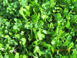 Kentucky deer hunting, western kentucky deer hunting, deer hunting, hunting, archery, Whitetail deer hunting, west ky whitetail hunting, kentucky whitetail outfitters, boone & crocket, food plots, deer food plots, chickory plots, lodging