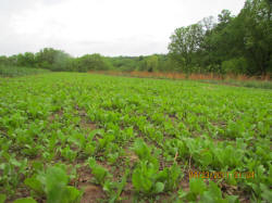 Kentucky deer hunting, western kentucky deer hunting, deer hunting, hunting, archery, Whitetail deer hunting, west ky whitetail hunting, kentucky whitetail outfitters, boone & crocket, food plots, deer food plots, chickory plots, lodging