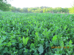 Kentucky deer hunting, western kentucky deer hunting, deer hunting, hunting, archery, Whitetail deer hunting, west ky whitetail hunting, kentucky whitetail outfitters, boone & crocket, food plots, deer food plots, chickory plots, lodging