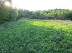 Kentucky deer hunting, western kentucky deer hunting, deer hunting, hunting, archery, Whitetail deer hunting, west ky whitetail hunting, kentucky whitetail outfitters, boone & crocket, food plots, deer food plots, chickory plots, lodging