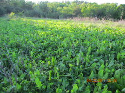Kentucky deer hunting, western kentucky deer hunting, deer hunting, hunting, archery, Whitetail deer hunting, west ky whitetail hunting, kentucky whitetail outfitters, boone & crocket, food plots, deer food plots, chickory plots, lodging