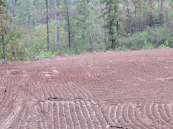 Kentucky deer hunting, western kentucky deer hunting, deer hunting, hunting, archery, Whitetail deer hunting, west ky whitetail hunting, kentucky whitetail outfitters, boone & crocket, food plots, deer food plots, chickory plots, lodging