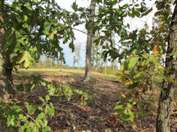 Kentucky deer hunting, western kentucky deer hunting, deer hunting, hunting, archery, Whitetail deer hunting, west ky whitetail hunting, kentucky whitetail outfitters, boone & crocket, food plots, deer food plots, chickory plots, lodging