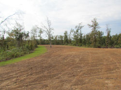 Kentucky deer hunting, western kentucky deer hunting, deer hunting, hunting, archery, Whitetail deer hunting, west ky whitetail hunting, kentucky whitetail outfitters, boone & crocket, food plots, deer food plots, chickory plots, lodging