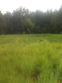 Kentucky deer hunting, western kentucky deer hunting, deer hunting, hunting, archery, Whitetail deer hunting, west ky whitetail hunting, kentucky whitetail outfitters, boone & crocket, food plots, deer food plots, chickory plots, lodging