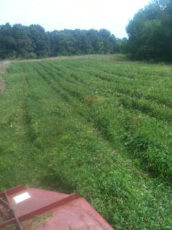 Kentucky deer hunting, western kentucky deer hunting, deer hunting, hunting, archery, Whitetail deer hunting, west ky whitetail hunting, kentucky whitetail outfitters, boone & crocket, food plots, deer food plots, chickory plots, lodging