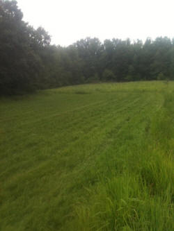 Kentucky deer hunting, western kentucky deer hunting, deer hunting, hunting, archery, Whitetail deer hunting, west ky whitetail hunting, kentucky whitetail outfitters, boone & crocket, food plots, deer food plots, chickory plots, lodging