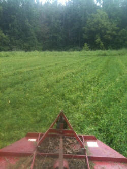 Kentucky deer hunting, western kentucky deer hunting, deer hunting, hunting, archery, Whitetail deer hunting, west ky whitetail hunting, kentucky whitetail outfitters, boone & crocket, food plots, deer food plots, chickory plots, lodging