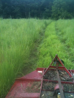 Kentucky deer hunting, western kentucky deer hunting, deer hunting, hunting, archery, Whitetail deer hunting, west ky whitetail hunting, kentucky whitetail outfitters, boone & crocket, food plots, deer food plots, chickory plots, lodging