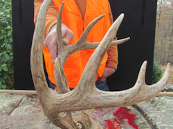 Kentucky deer hunting, western kentucky deer hunting, deer hunting, hunting, archery, Whitetail deer hunting, west ky whitetail hunting, kentucky whitetail outfitters, boone & crocket, food plots, deer food plots, chickory plots, lodging