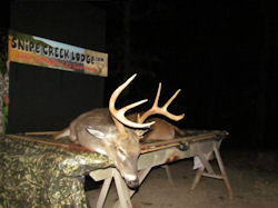 Kentucky deer hunting, western kentucky deer hunting, deer hunting, hunting, archery, Whitetail deer hunting, west ky whitetail hunting, kentucky whitetail outfitters, boone & crocket, food plots, deer food plots, chickory plots, lodging