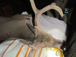 Kentucky deer hunting, western kentucky deer hunting, deer hunting, hunting, archery, Whitetail deer hunting, west ky whitetail hunting, kentucky whitetail outfitters, boone & crocket, food plots, deer food plots, chickory plots, lodging