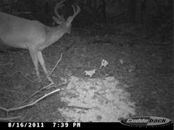 Kentucky deer hunting, western kentucky deer hunting, deer hunting, hunting, archery, Whitetail deer hunting, west ky whitetail hunting, kentucky whitetail outfitters, boone & crocket