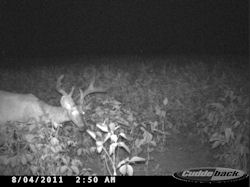 Kentucky deer hunting, western kentucky deer hunting, deer hunting, hunting, archery, Whitetail deer hunting, west ky whitetail hunting, kentucky whitetail outfitters, boone & crocket