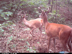 Kentucky deer hunting, western kentucky deer hunting, deer hunting, hunting, archery, Whitetail deer hunting, west ky whitetail hunting, kentucky whitetail outfitters, boone & crocket
