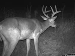 Kentucky deer hunting, western kentucky deer hunting, deer hunting, hunting, archery, Whitetail deer hunting, west ky whitetail hunting, kentucky whitetail outfitters, boone & crocket