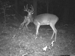 Kentucky deer hunting, western kentucky deer hunting, deer hunting, hunting, archery, Whitetail deer hunting, west ky whitetail hunting, kentucky whitetail outfitters, boone & crocket