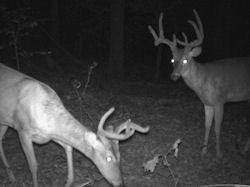 Kentucky deer hunting, western kentucky deer hunting, deer hunting, hunting, archery, Whitetail deer hunting, west ky whitetail hunting, kentucky whitetail outfitters, boone & crocket