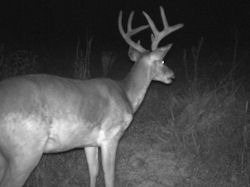 Kentucky deer hunting, western kentucky deer hunting, deer hunting, hunting, archery, Whitetail deer hunting, west ky whitetail hunting, kentucky whitetail outfitters, boone & crocket