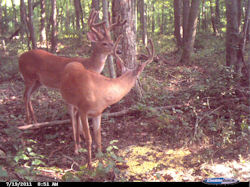 Kentucky deer hunting, western kentucky deer hunting, deer hunting, hunting, archery, Whitetail deer hunting, west ky whitetail hunting, kentucky whitetail outfitters, boone & crocket