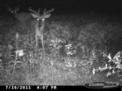 Kentucky deer hunting, western kentucky deer hunting, deer hunting, hunting, archery, Whitetail deer hunting, west ky whitetail hunting, kentucky whitetail outfitters, boone & crocket