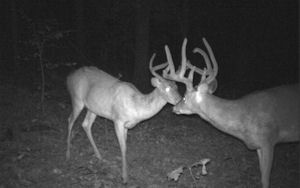 Kentucky deer hunting, western kentucky deer hunting, deer hunting, hunting, archery, Whitetail deer hunting, west ky whitetail hunting, kentucky whitetail outfitters, boone & crocket