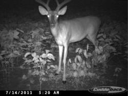 Kentucky deer hunting, western kentucky deer hunting, deer hunting, hunting, archery, Whitetail deer hunting, west ky whitetail hunting, kentucky whitetail outfitters, boone & crocket
