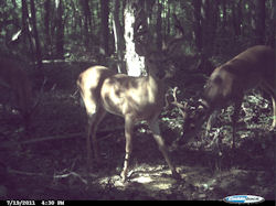 Kentucky deer hunting, western kentucky deer hunting, deer hunting, hunting, archery, Whitetail deer hunting, west ky whitetail hunting, kentucky whitetail outfitters, boone & crocket