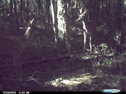 Kentucky deer hunting, western kentucky deer hunting, deer hunting, hunting, archery, Whitetail deer hunting, west ky whitetail hunting, kentucky whitetail outfitters, boone & crocket
