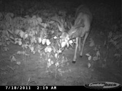 Kentucky deer hunting, western kentucky deer hunting, deer hunting, hunting, archery, Whitetail deer hunting, west ky whitetail hunting, kentucky whitetail outfitters, boone & crocket