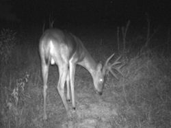 Kentucky deer hunting, western kentucky deer hunting, deer hunting, hunting, archery, Whitetail deer hunting, west ky whitetail hunting, kentucky whitetail outfitters, boone & crocket