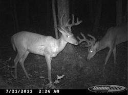Kentucky deer hunting, western kentucky deer hunting, deer hunting, hunting, archery, Whitetail deer hunting, west ky whitetail hunting, kentucky whitetail outfitters, boone & crocket