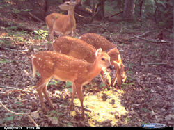 Kentucky deer hunting, western kentucky deer hunting, deer hunting, hunting, archery, Whitetail deer hunting, west ky whitetail hunting, kentucky whitetail outfitters, boone & crocket