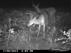 Kentucky deer hunting, western kentucky deer hunting, deer hunting, hunting, archery, Whitetail deer hunting, west ky whitetail hunting, kentucky whitetail outfitters, boone & crocket