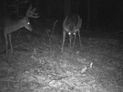 Kentucky deer hunting, western kentucky deer hunting, deer hunting, hunting, archery, Whitetail deer hunting, west ky whitetail hunting, kentucky whitetail outfitters, boone & crocket