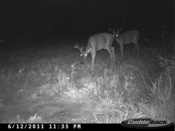 Kentucky deer hunting, western kentucky deer hunting, deer hunting, hunting, archery, Whitetail deer hunting, west ky whitetail hunting, kentucky whitetail outfitters, boone & crocket