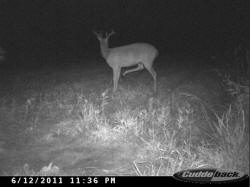 Kentucky deer hunting, western kentucky deer hunting, deer hunting, hunting, archery, Whitetail deer hunting, west ky whitetail hunting, kentucky whitetail outfitters, boone & crocket