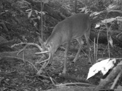 Kentucky deer hunting, western kentucky deer hunting, deer hunting, hunting, archery, Whitetail deer hunting, west ky whitetail hunting, kentucky whitetail outfitters, boone & crocket