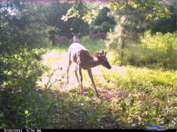 Kentucky deer hunting, western kentucky deer hunting, deer hunting, hunting, archery, Whitetail deer hunting, west ky whitetail hunting, kentucky whitetail outfitters, boone & crocket