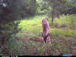 Kentucky deer hunting, western kentucky deer hunting, deer hunting, hunting, archery, Whitetail deer hunting, west ky whitetail hunting, kentucky whitetail outfitters, boone & crocket