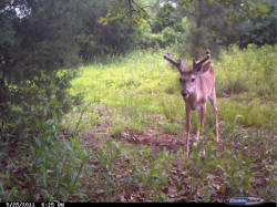 Kentucky deer hunting, western kentucky deer hunting, deer hunting, hunting, archery, Whitetail deer hunting, west ky whitetail hunting, kentucky whitetail outfitters, boone & crocket