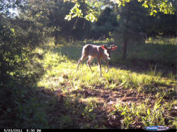 Kentucky deer hunting, western kentucky deer hunting, deer hunting, hunting, archery, Whitetail deer hunting, west ky whitetail hunting, kentucky whitetail outfitters, boone & crocket