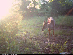 Kentucky deer hunting, western kentucky deer hunting, deer hunting, hunting, archery, Whitetail deer hunting, west ky whitetail hunting, kentucky whitetail outfitters, boone & crocket