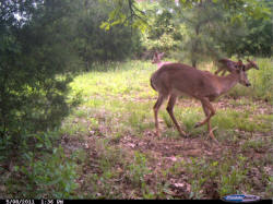 Kentucky deer hunting, western kentucky deer hunting, deer hunting, hunting, archery, Whitetail deer hunting, west ky whitetail hunting, kentucky whitetail outfitters, boone & crocket