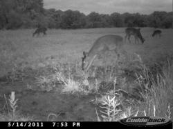Kentucky deer hunting, western kentucky deer hunting, deer hunting, hunting, archery, Whitetail deer hunting, west ky whitetail hunting, kentucky whitetail outfitters, boone & crocket