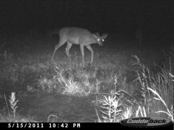 Kentucky deer hunting, western kentucky deer hunting, deer hunting, hunting, archery, Whitetail deer hunting, west ky whitetail hunting, kentucky whitetail outfitters, boone & crocket
