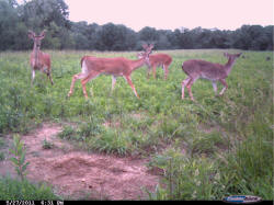 Kentucky deer hunting, western kentucky deer hunting, deer hunting, hunting, archery, Whitetail deer hunting, west ky whitetail hunting, kentucky whitetail outfitters, boone & crocket