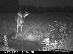 Kentucky deer hunting, western kentucky deer hunting, deer hunting, hunting, archery, Whitetail deer hunting, west ky whitetail hunting, kentucky whitetail outfitters, boone & crocket